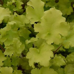 Heuchera 'Lime Marmalade' ---